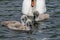 Mute cygnet swans with adult bird