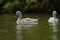 Mute cygnet swans with grey down feathers