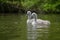 Mute cygnet swans with grey down feathers