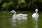 Mute cygnet swans with grey down feathers shaking water from head