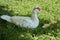 Mute duck cairina moschata rests on a boulder in the middle