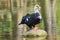 Mute duck cairina moschata rests on a boulder in the middle of the pond