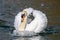 Mute male swan swimming on water