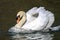 Mute male swan swimming on water