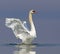 Mute swan