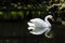 Mute Swan