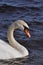 Mute Swan