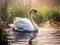 Mute Swan