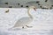 Mute Swan