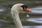 Mute swan