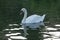 Mute Swan Adult Floating.