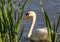 Mute Swan adult swimming on a small pond in southern Germany