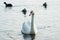 Mute swan approaching the shore, accompanied by three Eurasian c