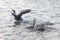 Mute swan attacks Greylag goose. In water spring season