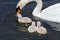 Mute swan baby