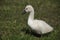 Mute Swan baby