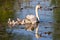 Mute Swan and Baby Cygnets In Pond
