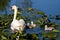 Mute Swan and Baby Cygnets In Pond