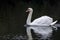 Mute swan bird