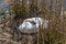 Mute Swan busy breeding the eggs for offspring in Maastricht