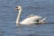 Mute Swan Carrying Young Cygnets on her back