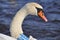 Mute Swan Chipping