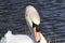 Mute swan close up of head