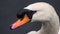 Mute swan close up on head and neck. Water droplets on face and sharp focus on eye.