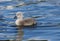 Mute swan cygnet Cygnus olor