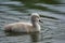 A Mute Swan cygnet swimming on a pond