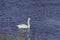 Mute swan cygnet vocalizing