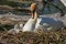 Mute Swan & Cygnets