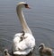 Mute Swan and Cygnets