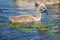 Mute Swan Cygnets closeup in Danube Delta. Swan youngsters, babies