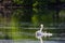 Mute Swan and Cygnets (Cygnus olor) on Huron River