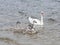 Mute swan and cygnets swim in the river, selective focus