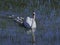 Mute swan Cygnus olor