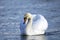 Mute swan, cygnus olor