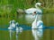 Mute swan (Cygnus olor)