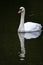 Mute Swan - Cygnus olor