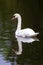 Mute Swan - Cygnus olor