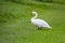 Mute Swan - Cygnus olor