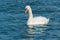 Mute Swan - Cygnus olor