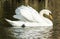 Mute swan (Cygnus olor)