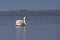 The mute swan, Cygnus olor