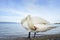 Mute swan (Cygnus olor)