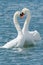 Mute Swan - Cygnus olor