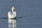 Mute swan (Cygnus olor