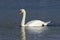 Mute Swan (Cygnus olor)