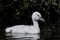 Mute swan (Cygnus olor)